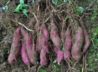 紫薯种植技术视频 紫薯怎么种植_紫薯的种植技术