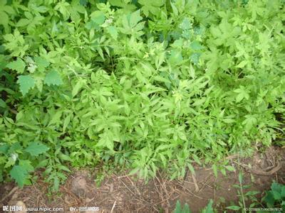 水芹菜旱地种植方法 水芹菜怎么种_水芹菜的种植方法