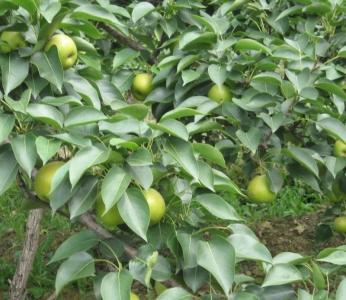 梨树种植方法 梨树怎么种_梨树的种植方法