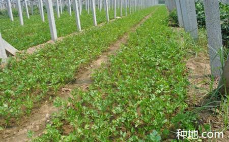 芹菜种子怎么种植 芹菜种子怎么种植_芹菜种子的种植技术