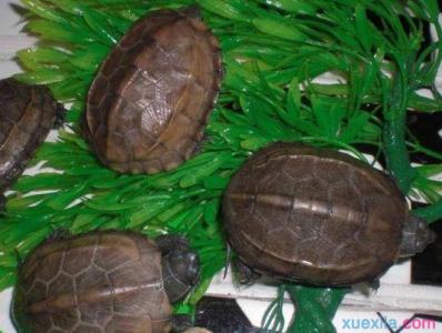 金线龟怎么养 金线龟怎么养 金线龟的常见病