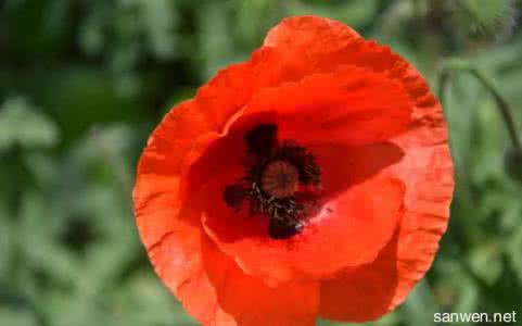 罂粟花的花语是什么 红罂粟花的花语是什么 红罂粟花的花语