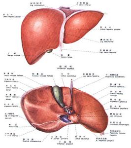 肝囊肿是怎么形成的 肝囊肿怎么形成的 肝囊肿的检查方法