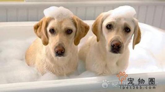 夏季 狗狗 一周 洗澡 夏季给狗狗洗澡的三个窍门