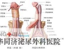 龟头炎形成原因 龟头炎形成的原因