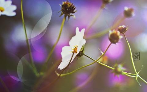 处暑节气 处暑节气歌