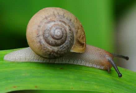 蜗牛营养价值 大蜗牛怎么养 大蜗牛的价值