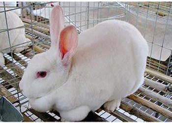 日本大耳兔 日本大耳兔怎么养