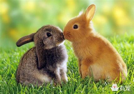 垂耳兔的智商能有几岁 垂耳兔怎么养不臭