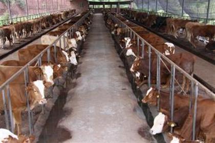 肉牛养殖技术hlyzjd 怎样养殖肉牛_养殖肉牛的技术