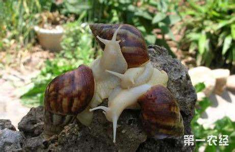 白玉蜗牛 白玉蜗牛怎么养 白玉蜗牛物种价值