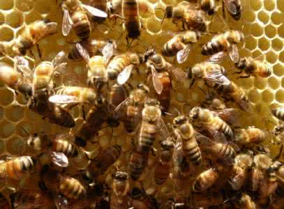 蜜蜂养殖技术视频 怎样养好蜜蜂_蜜蜂的养殖技术