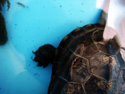 黄喉拟水龟怎么养漂亮 水龟怎么养呢
