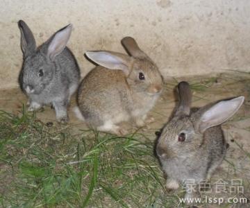 怎么养野兔 野兔的生活习性