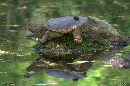 北美拟鳄龟 北美拟鳄龟怎么养 北美拟鳄龟的饲养方法