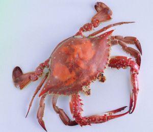 海蟹怎么养护 海蟹的习性