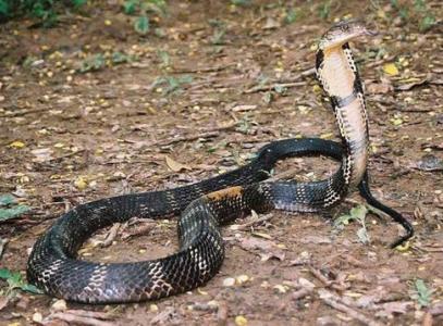 眼镜蛇怎么养 眼镜蛇的习性