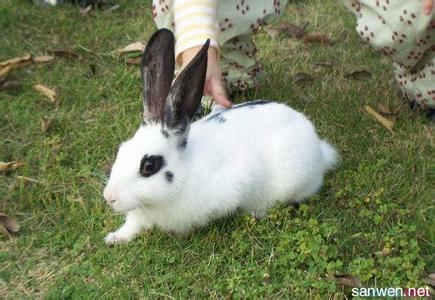 荷兰兔怎么养 荷兰兔怎么养 荷兰兔的注意事项