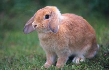 垂耳兔饲养方法 垂耳兔如何饲养