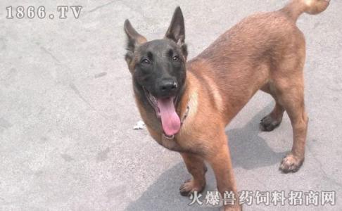 马犬性格特点 马犬怎么养 马犬的性格