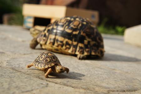 豹纹陆龟饲养方法 豹纹龟怎么养 豹纹龟的饲养方法