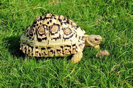 豹纹陆龟怎么养 豹纹陆龟的生活习性