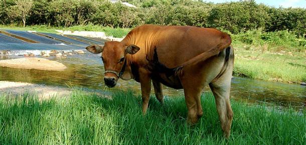 肉牛养殖繁育 肉牛要怎么养
