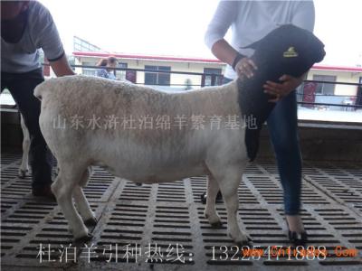 杜泊羊怎么养 杜泊羊的生活习性