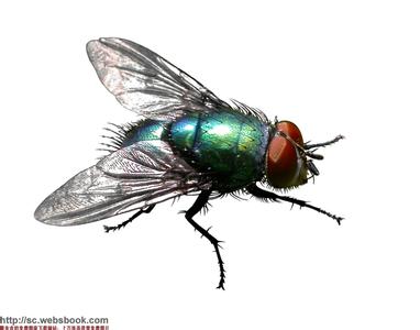 苍蝇养殖场 怎么养殖苍蝇 苍蝇的活动特点