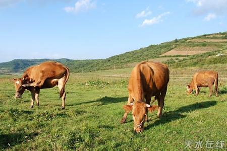 黄牛怎么养 黄牛的生活习性