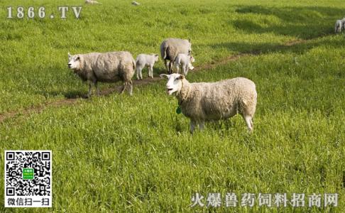 夏天绵羊的饲养 怎样养绵羊_绵羊的饲养技术