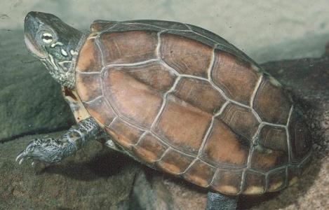 草龟饲养 草龟怎样养_草龟的饲养技术