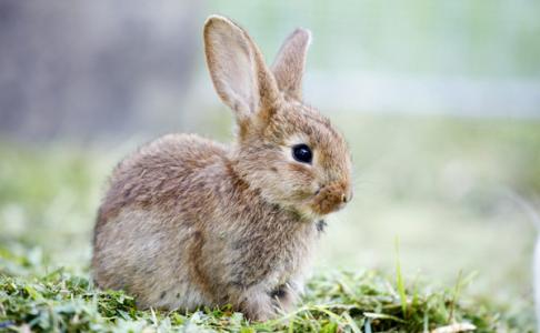 兔子怎么养才不会死 兔子怎么养才不会臭