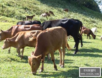 饥荒怎么养牛 夏季怎么养牛