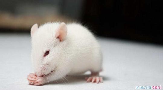 小白鼠养殖 白鼠怎么养殖 实验白鼠的介绍
