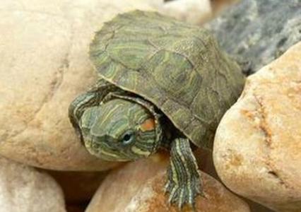 巴西龟的饲养方法 怎样养好巴西龟_巴西龟的饲养方法