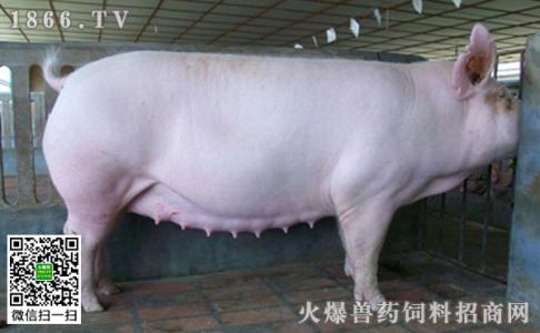 怀孕母猪的饲养管理 冬季怀孕母猪该怎么养