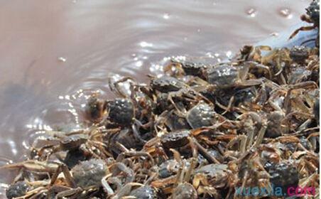 螃蟹的养殖方法 怎么养殖螃蟹 秋季养殖螃蟹方法