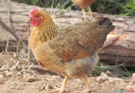 土鸡生长环境 生态鸡怎么养 生态鸡的生长环境