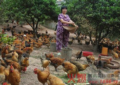 小鸡育雏怎么样用药 怎么散养育雏鸡