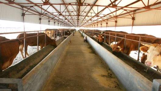 肉牛养殖技术和方法 肉牛怎么养殖 肉牛的养殖方法