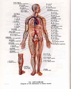 各类血管的功能特点 血管是怎么形成的 血管的功能特点(2)