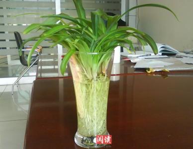 办公室的植物与风水 办公室风水植物有哪些