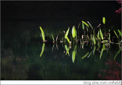 至少不曾辜负遇见 辜负此时曾有约，桂花香好不同看