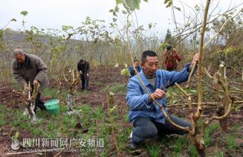 大棚蔬菜冬季管理措施 冬季桑树管理措施