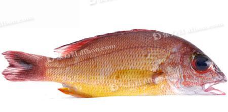 鱼身上的黄金部位是哪 鱼身上5大营养部位