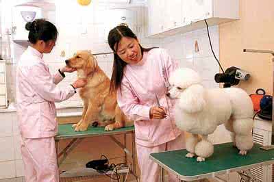 宠物护理与美容专业 专业宠物美容护理知识