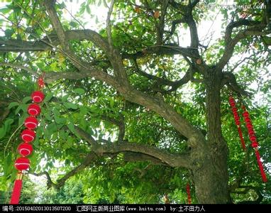 桃树病虫害防治 灯笼树怎么养 灯笼树的病害防治