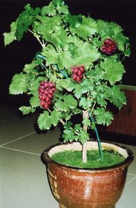 葡萄籽怎么种小盆栽 葡萄要怎么种小盆栽呢