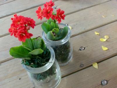 长寿花的水培扦插方法 长寿花的扦插方法